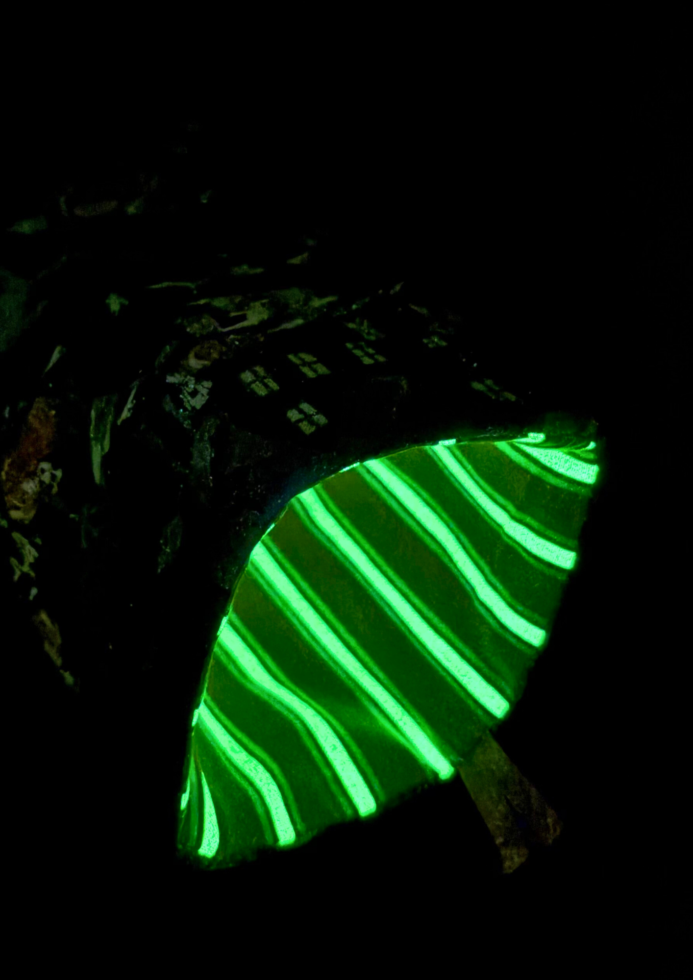 Pumpkin Town Padded Soft E-Reader Sleeve