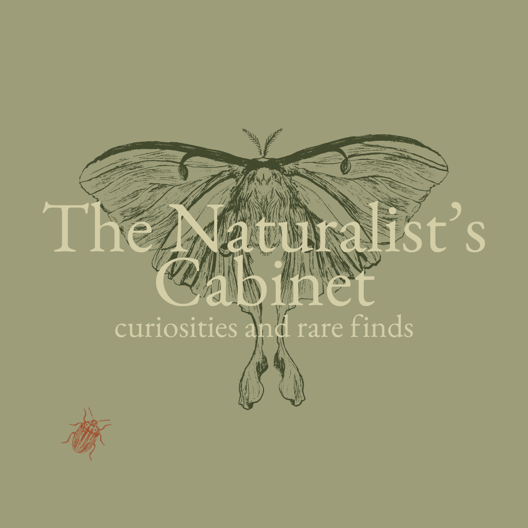 The Naturalist's Cabinet